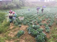 Nông dân xã Nấm Lư thu hoạch rau trái vụ trong niềm phấn khởi